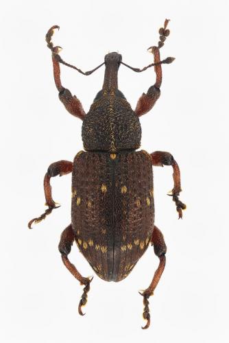 Hylobius transversovittatus